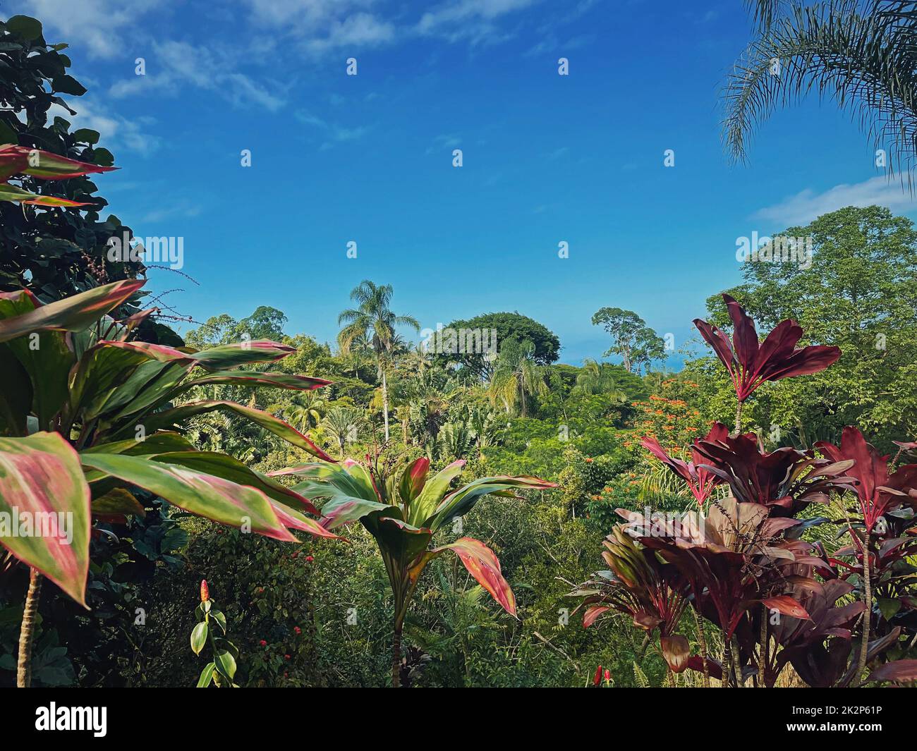 Tropical climate with jungle vegetation natural background. Mixt trees landscape, dense forest with vibrant and colorful leaves Stock Photo