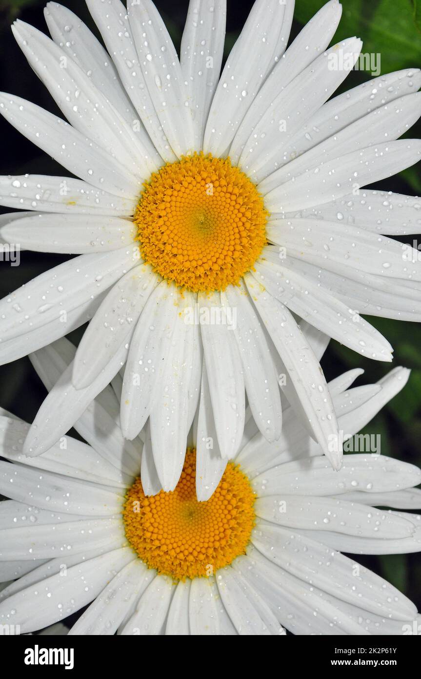Two white daisies Stock Photo