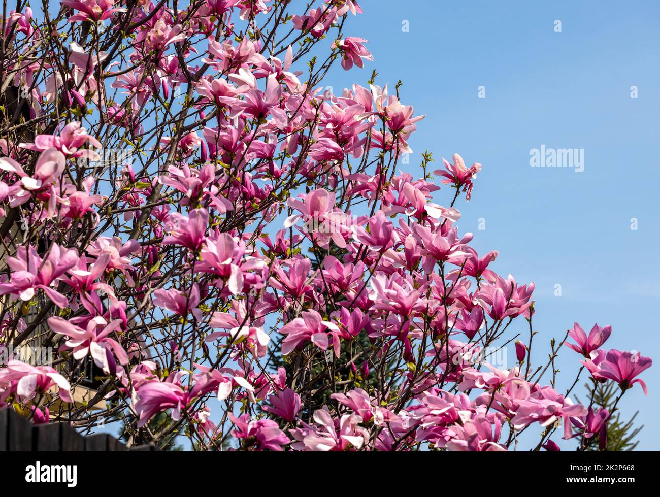 Pink magnolia flowers on a tree branch Stock Photo - Alamy