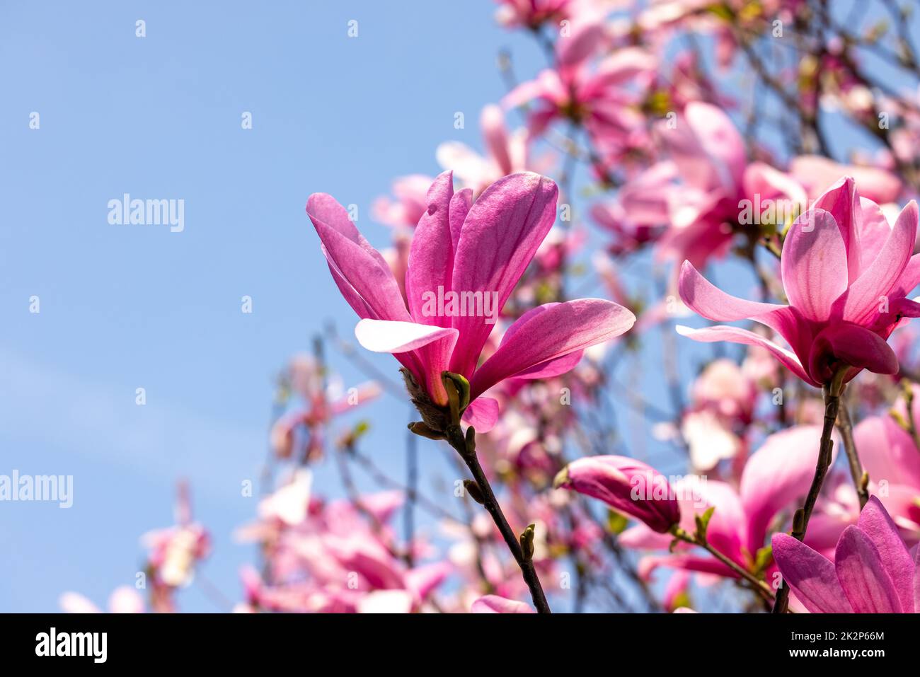 Pink magnolia flowers on a tree branch. Stock Photo