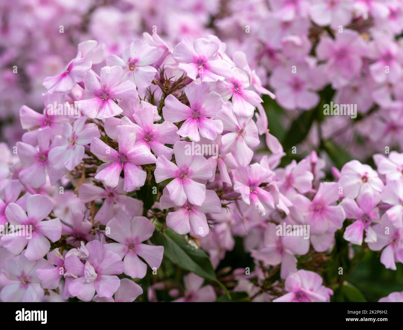 Closeup of pink flowers of Phlox paniculata Discovery Stock Photo