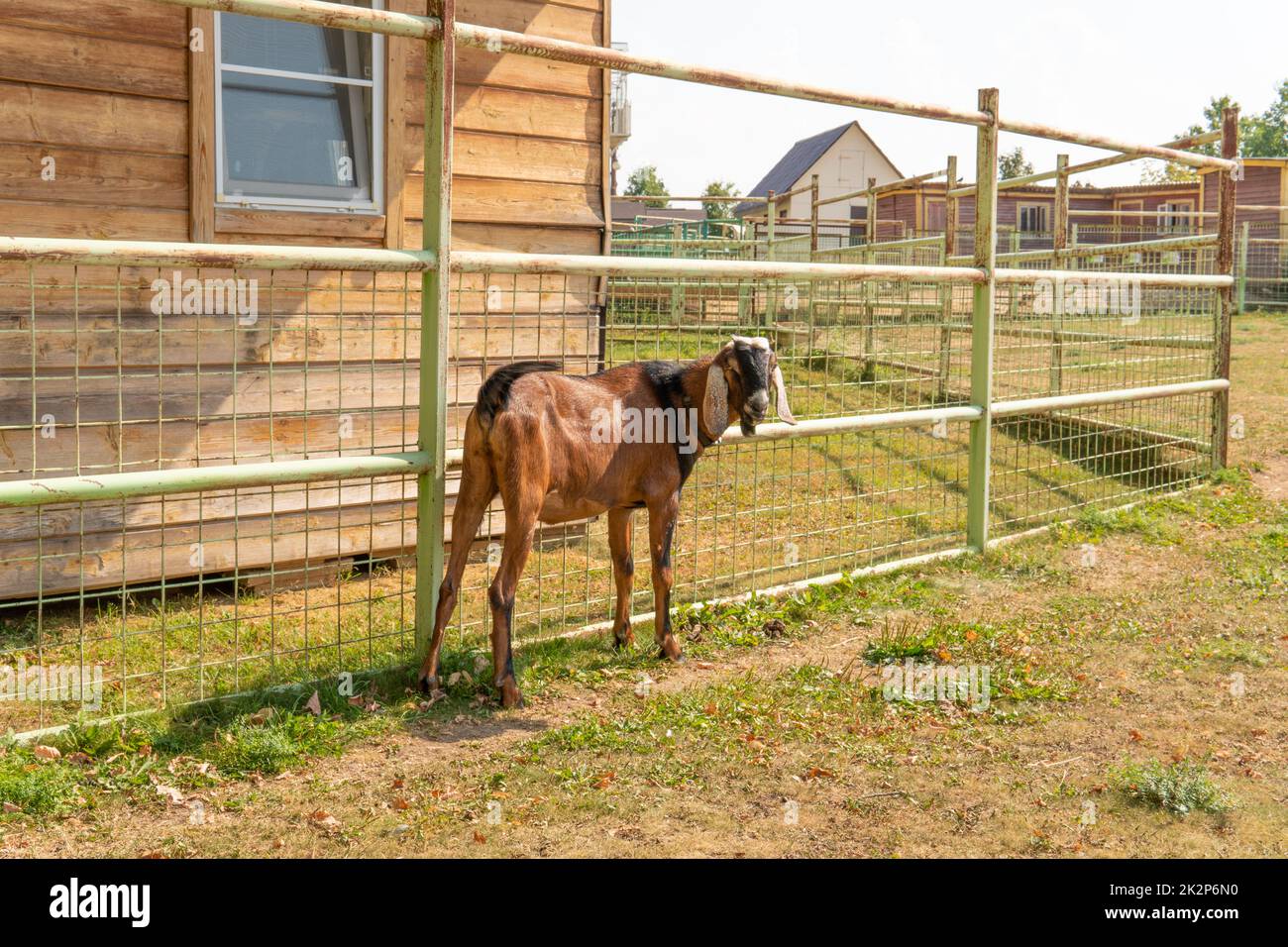 Goat animal farm brown mammal agriculture livestock nature natural