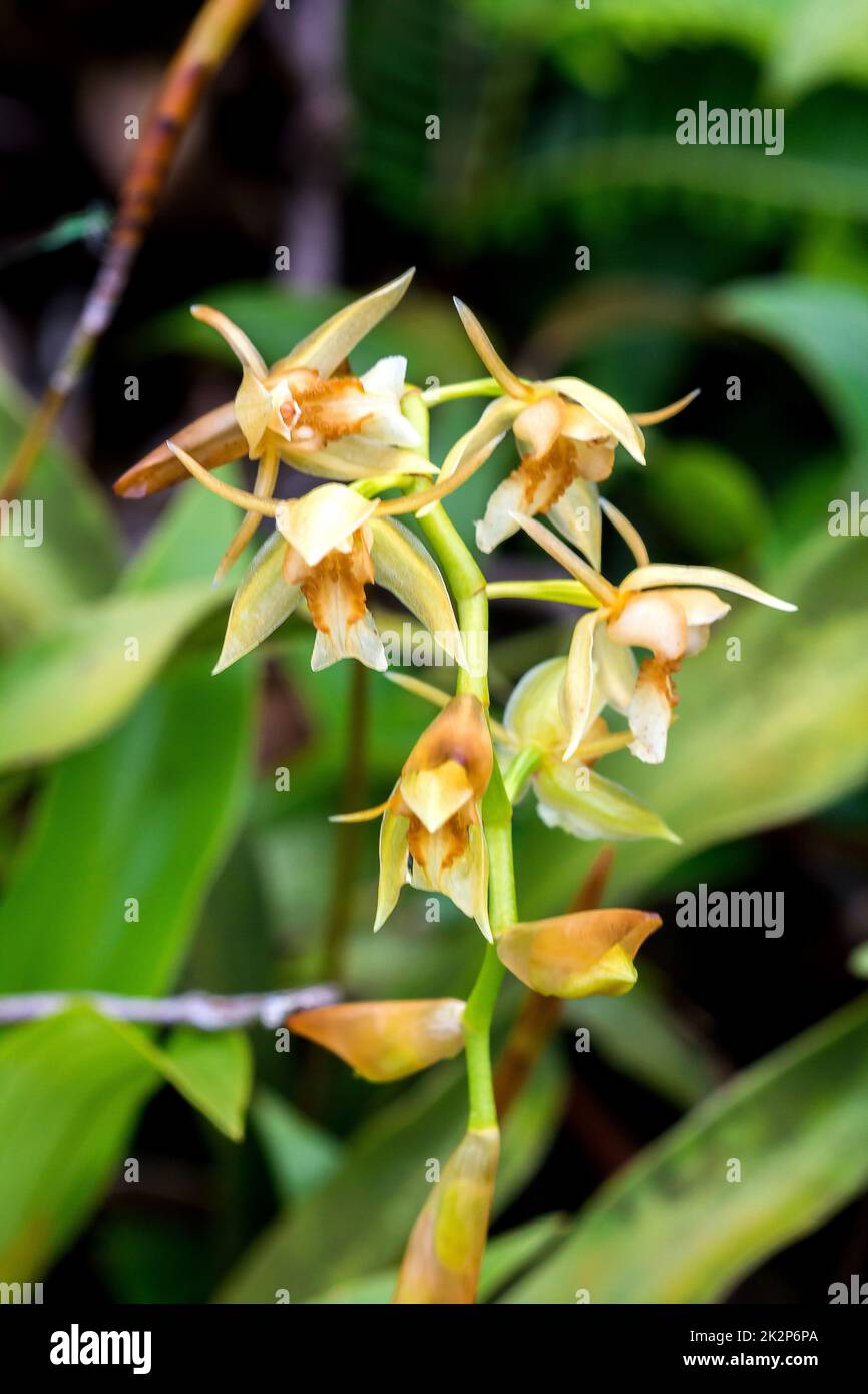 Wild orchids, yellow flowers in nature Coelogyne is an orchid that has beautiful flowers. Stock Photo