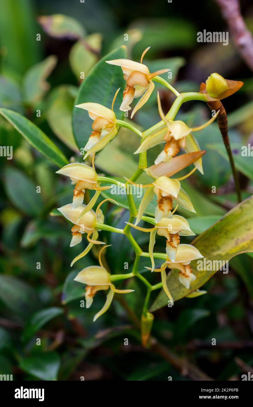 Wild orchids, yellow flowers in nature Coelogyne is an orchid that has beautiful flowers. Stock Photo