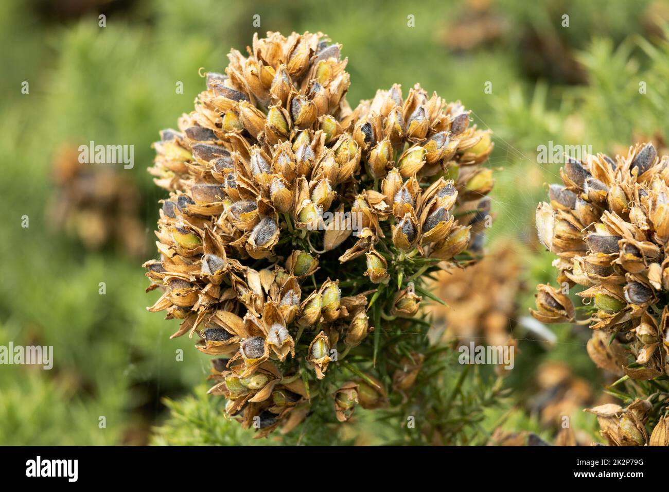 On warm dry summer days, the sound of Gorse seed pods popping open sounds just like the breakfast cereal that goes snap, crackle and pop. Stock Photo