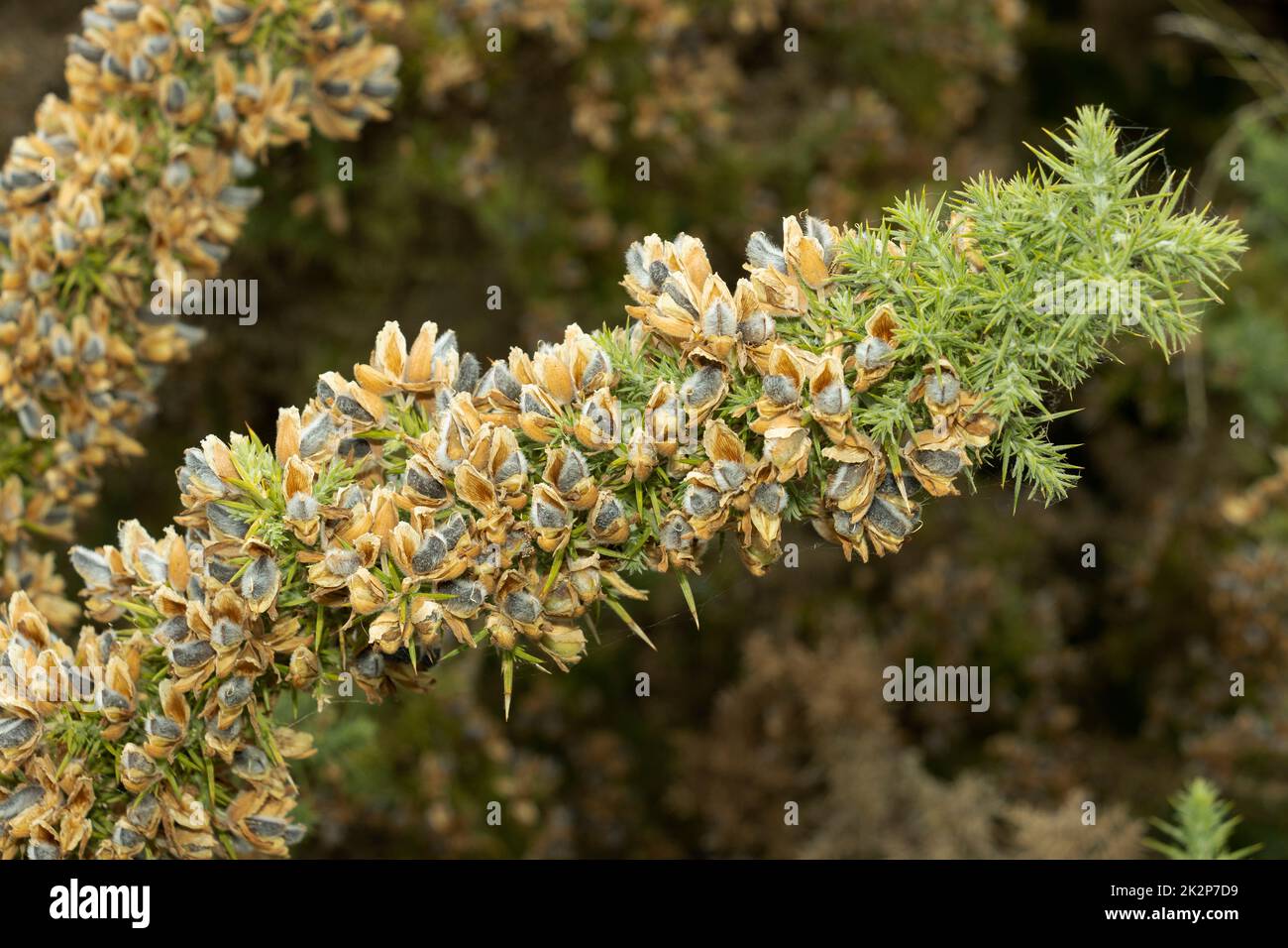 On warm dry summer days, the sound of Gorse seed pods popping open sounds just like the breakfast cereal that goes snap, crackle and pop. Stock Photo