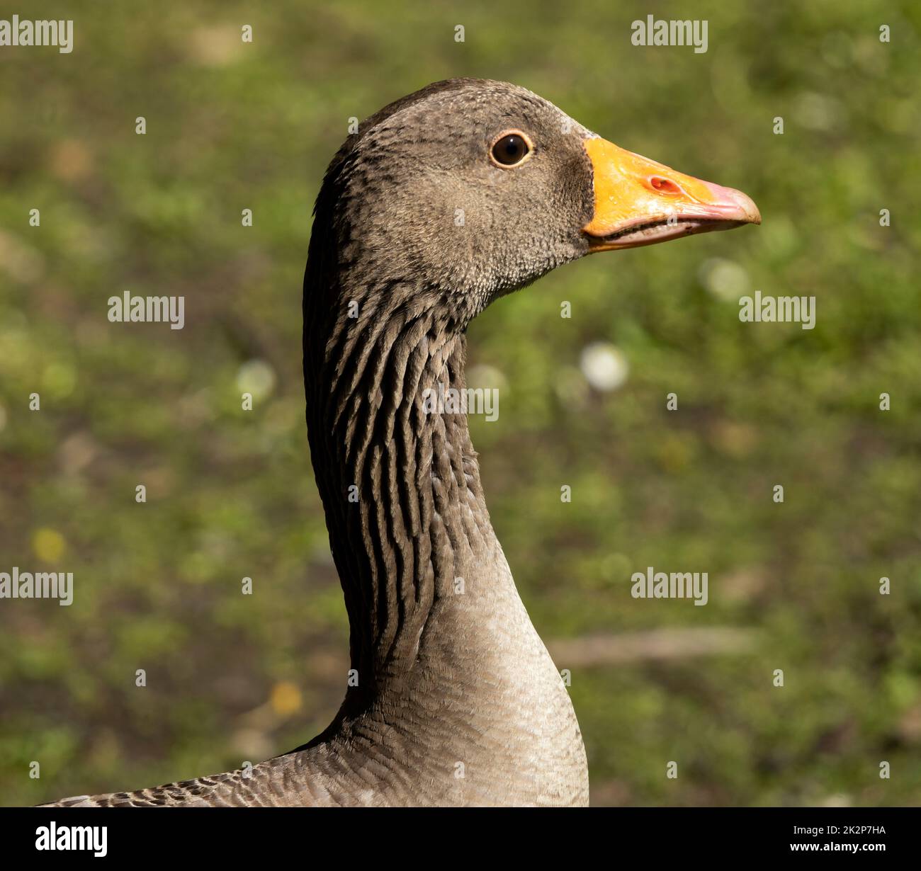 The Greylag Goose is now considered to be the ancestor of most domesticated Geese. There are local resident birds and a large number of winter migrant Stock Photo