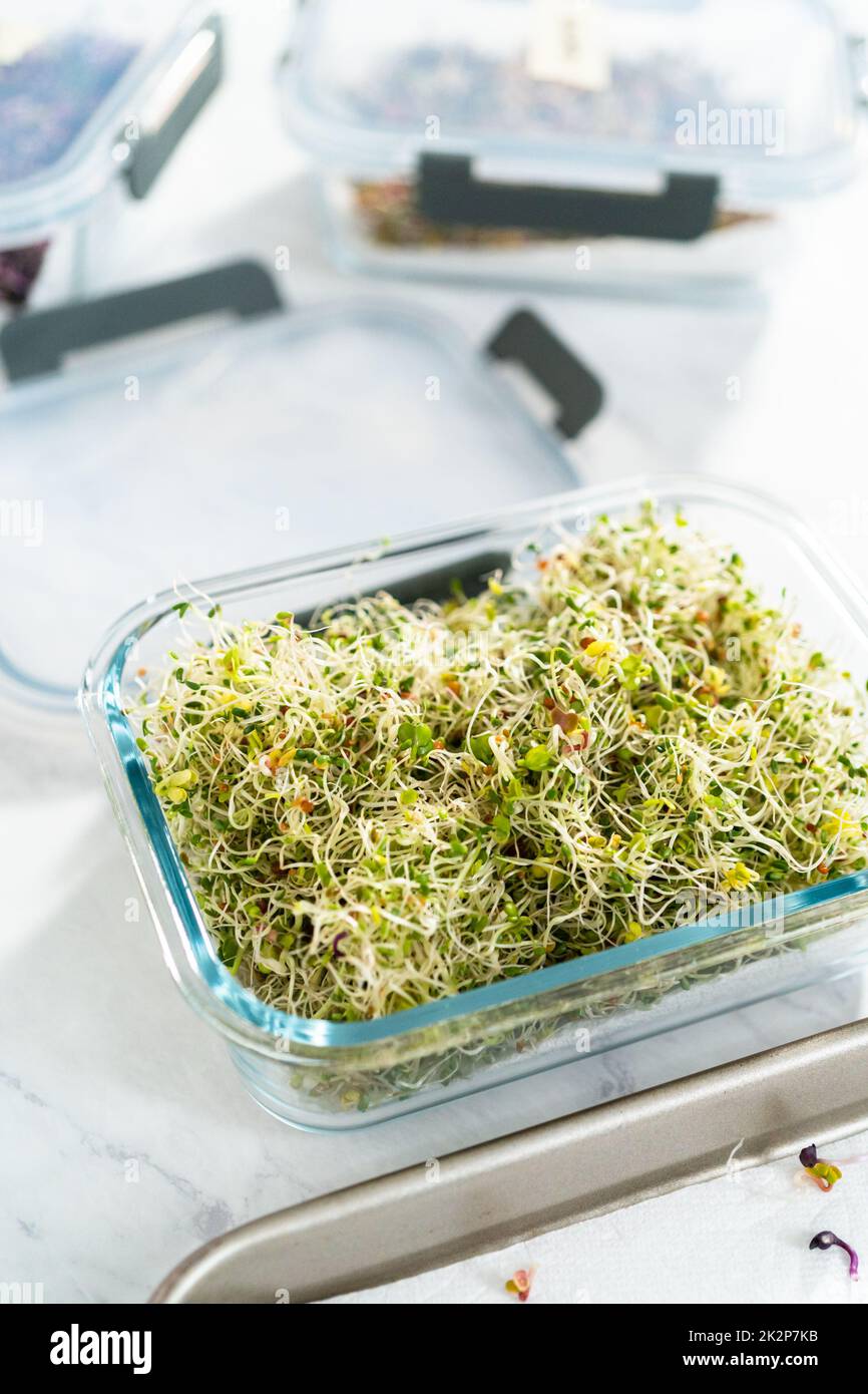 Growing sprouts in a jar Stock Photo
