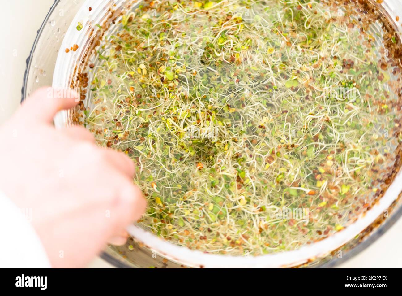 Growing sprouts in a jar Stock Photo Alamy