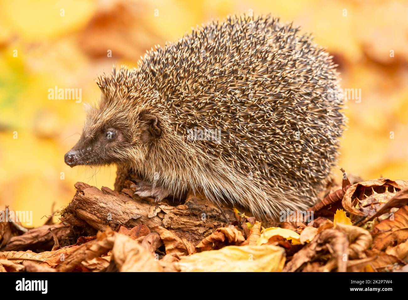 Hedgehog, Scientific name: Erinaceus Europaeus. Close-up of a wild, native, European hedgehog in Autumn foraging on a fallen log with colourful orange Stock Photo