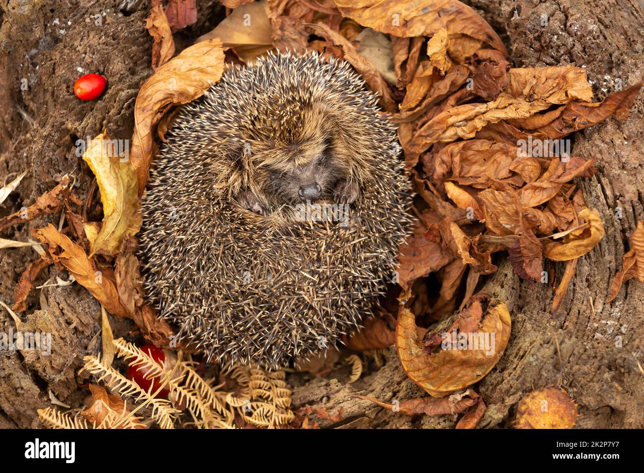 Hedgehog, Scientific name: Erinaceus Europaeus. Close-up of a wild, native, European hedgehog in Autumn fast asleep in golden syscamore leaves and fer Stock Photo