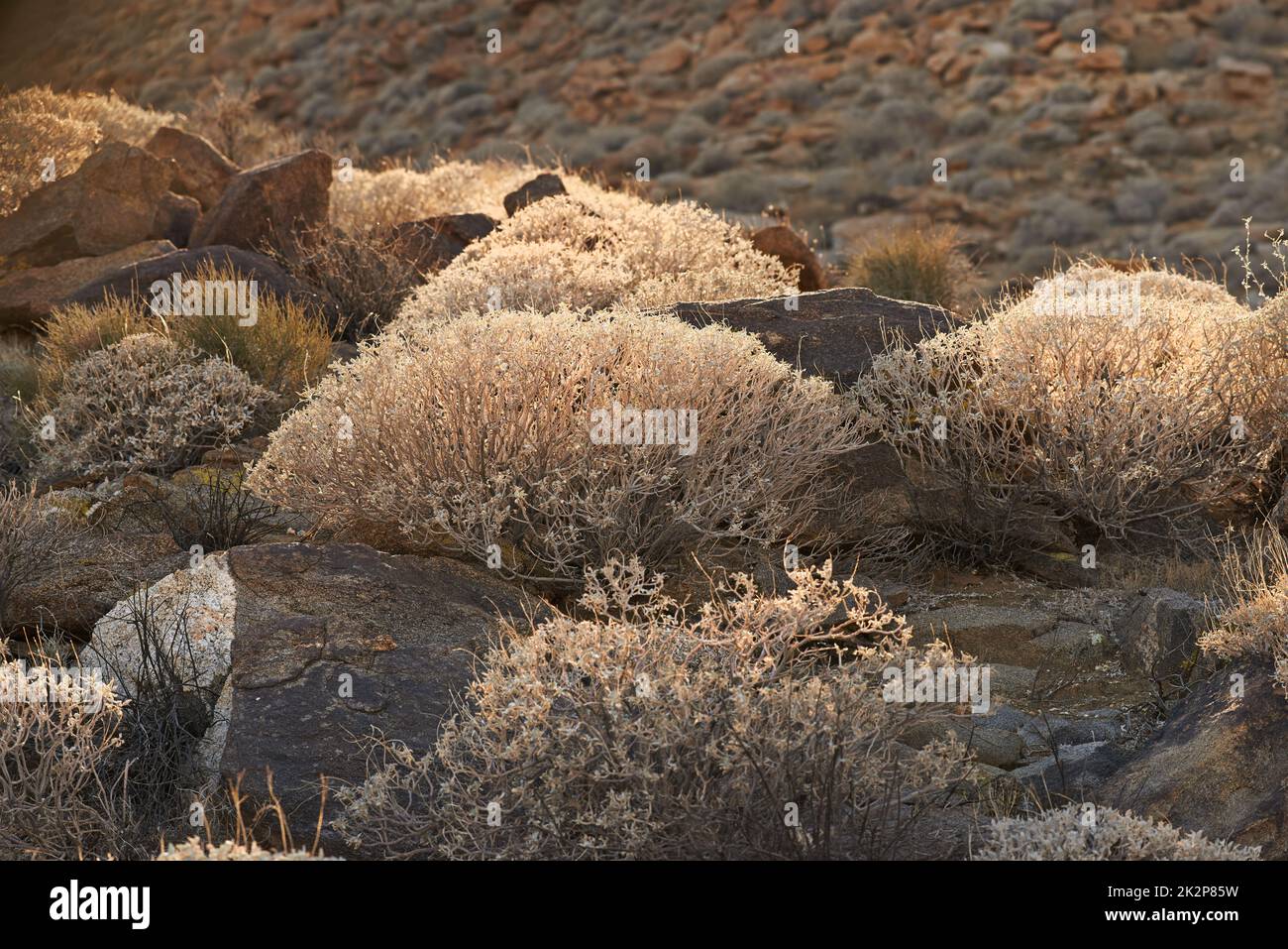 Californian desert - Anza-Borrego. Anza-Borrego Desert State Park, Southern California, USA. Stock Photo