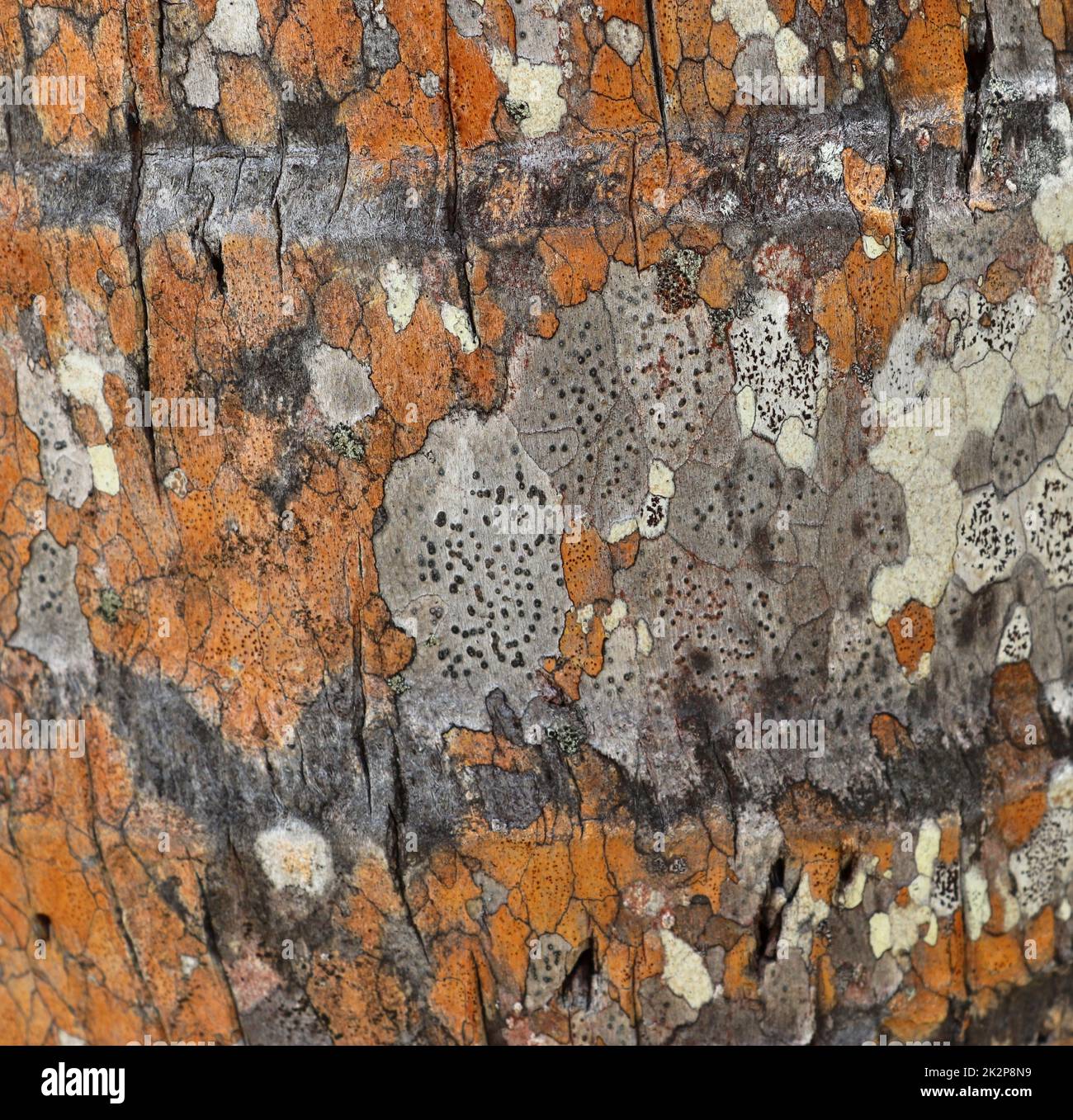 Close up at very detailed tree bark texture in high resolution. Stock Photo