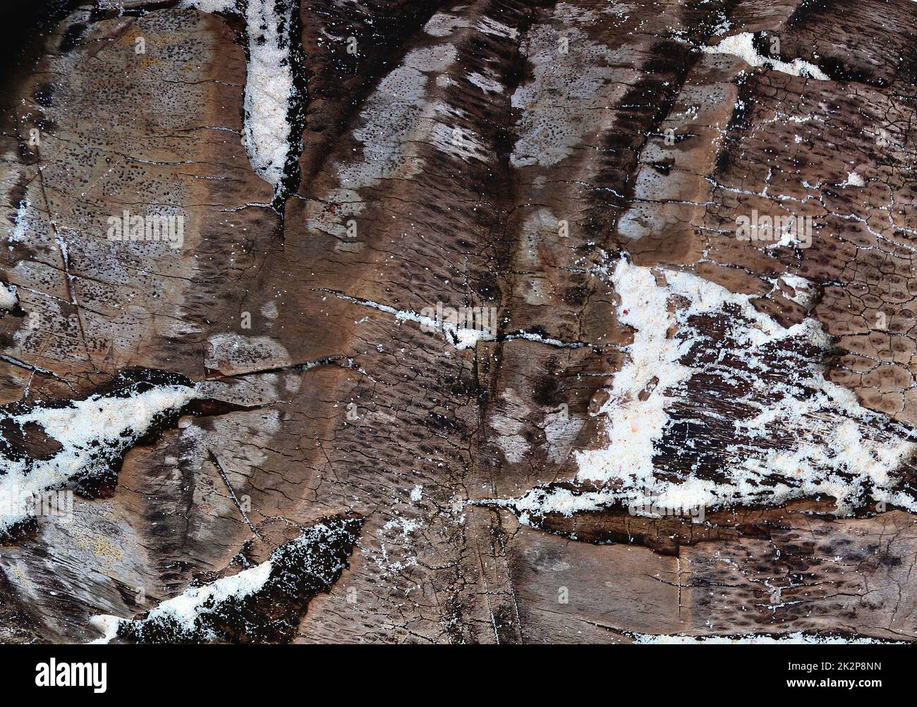 Close up at very detailed tree bark texture in high resolution. Stock Photo