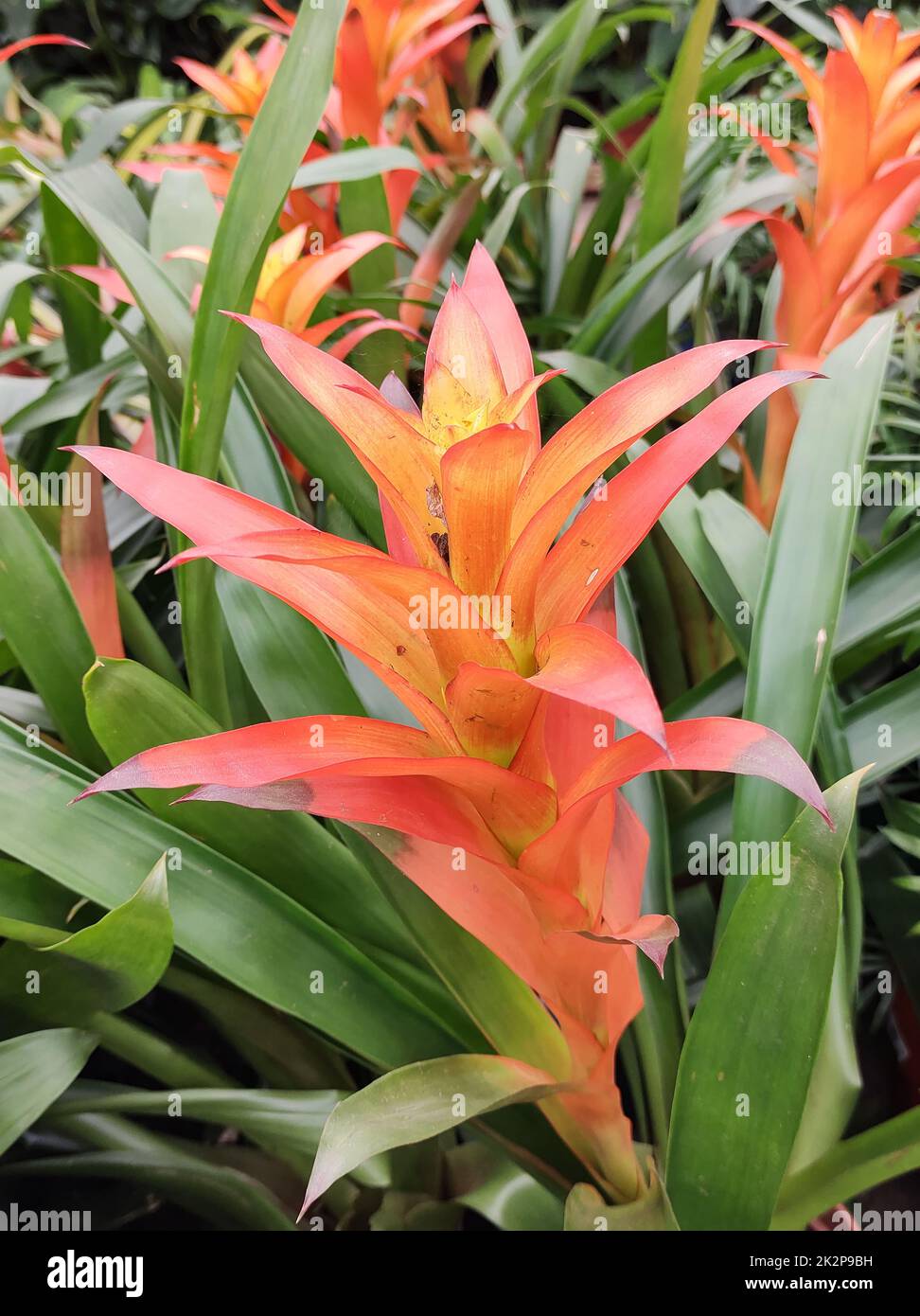 Orange red Guzmania tropical plants. Stock Photo