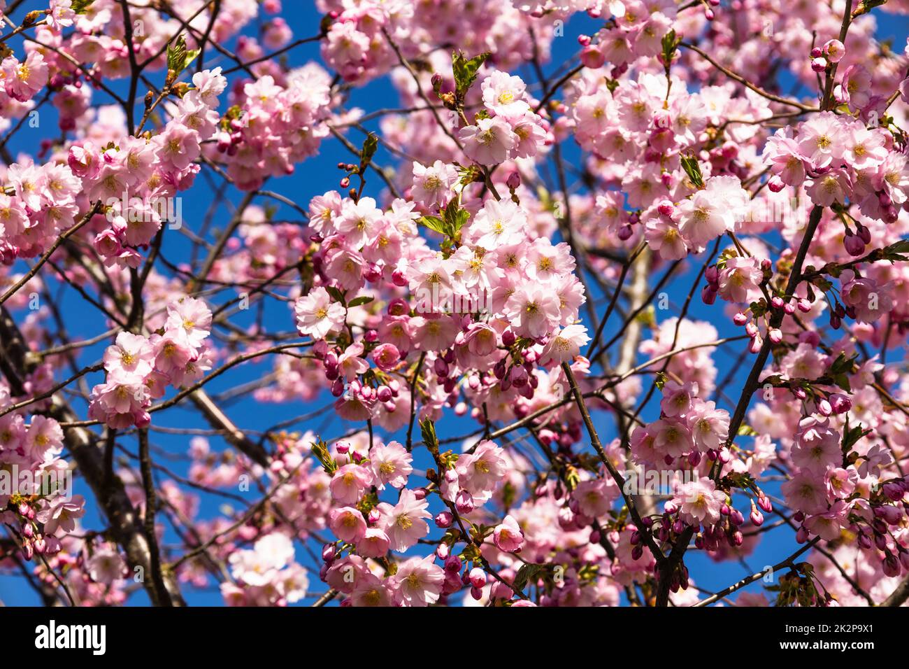 Beautiful branches of pink Cherry blossoms or sakura on the tree under ...