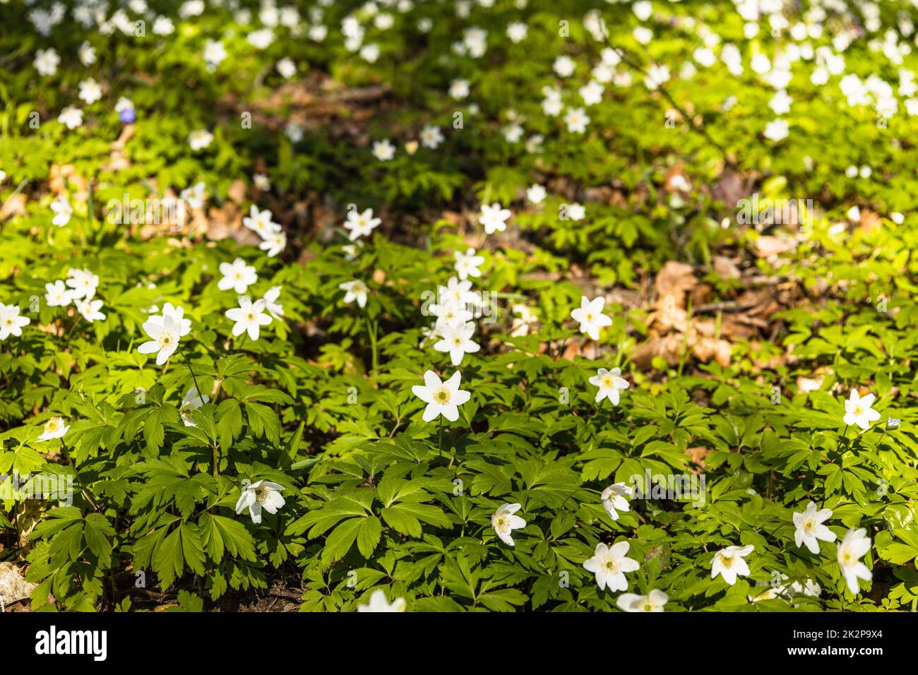 First spring flower, white wildflower or Hepatica Nobilis blooming in early spring Stock Photo