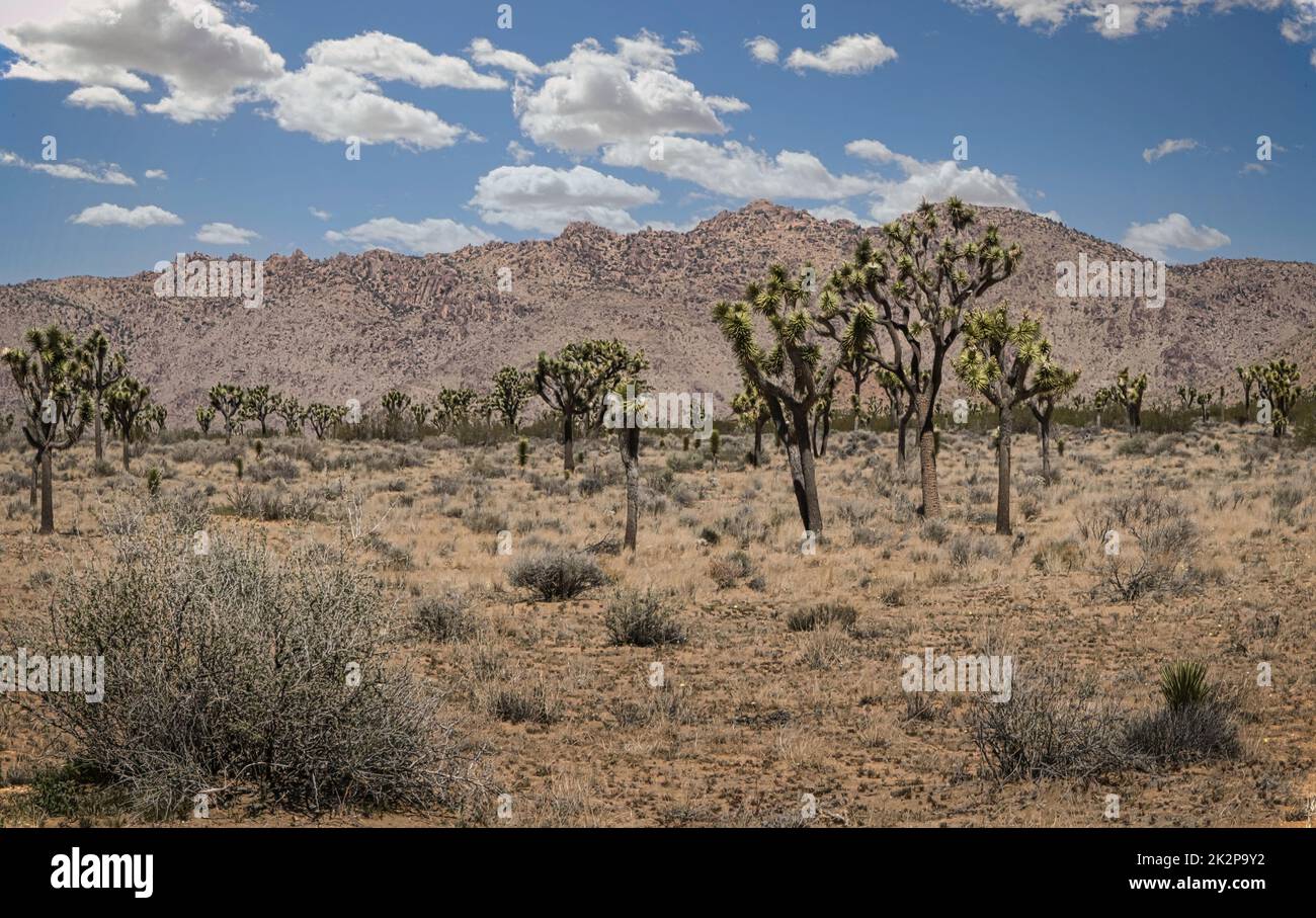Joshua Tree national Park Remote Area Stock Photo Alamy