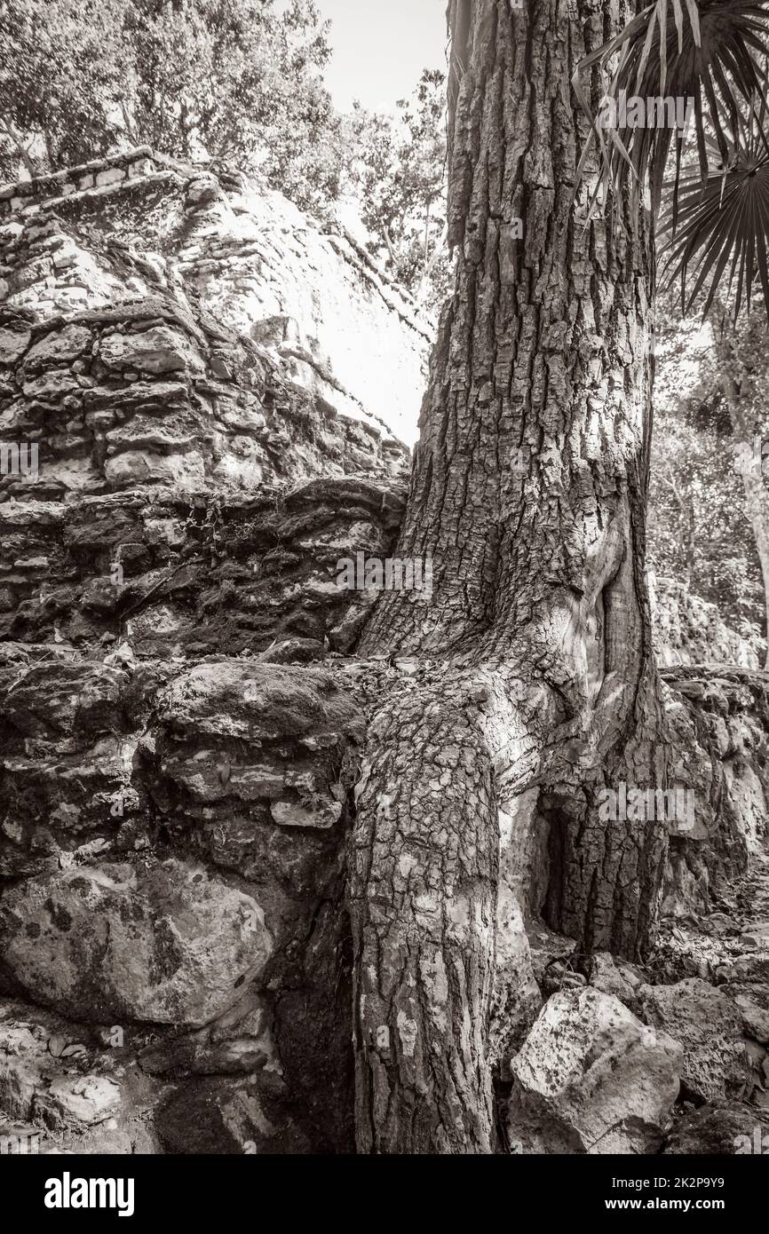 Tree roots grow through stones Mayan temple ruins Muyil Mexico. Stock Photo