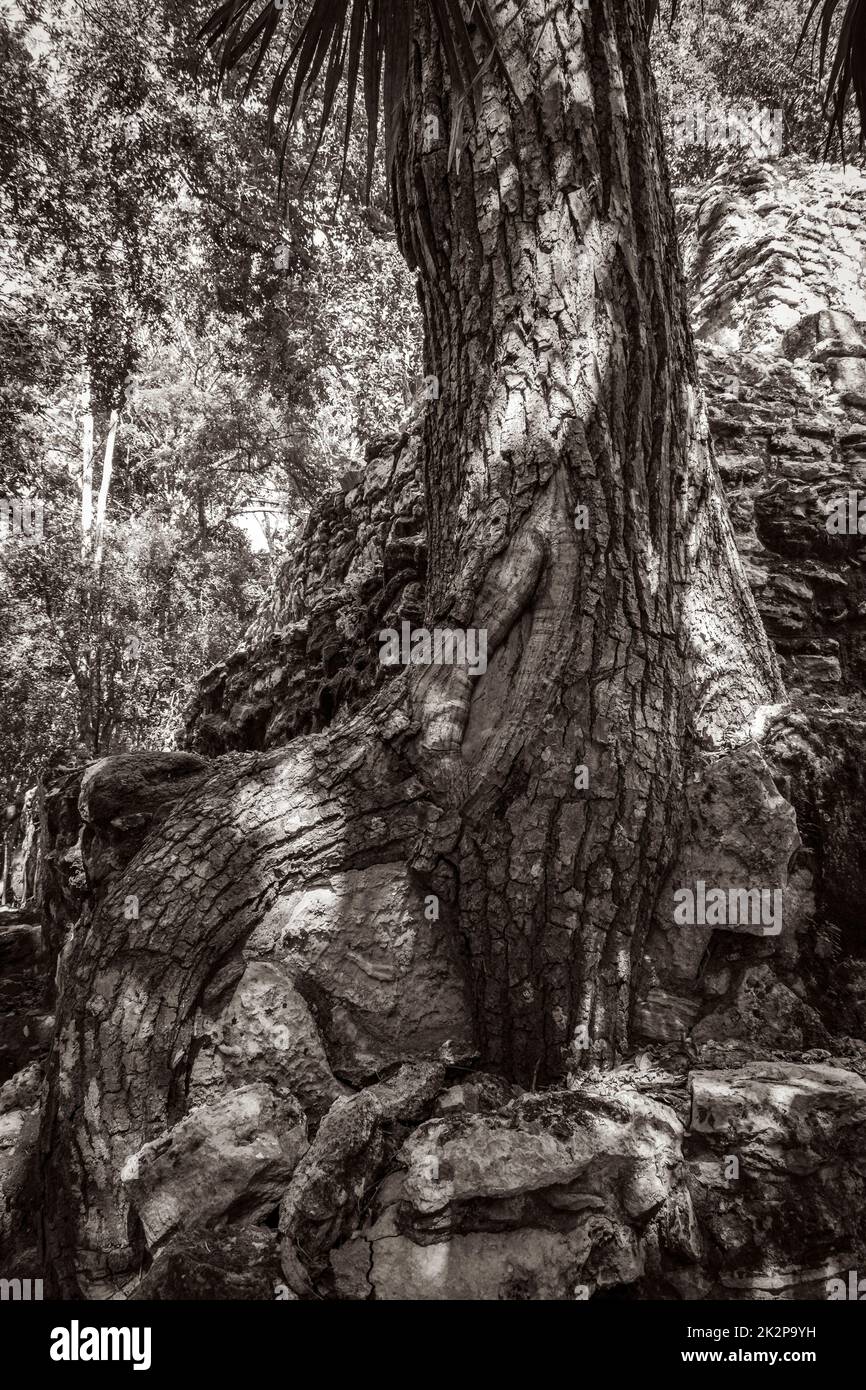 Tree roots grow through stones Mayan temple ruins Muyil Mexico. Stock Photo