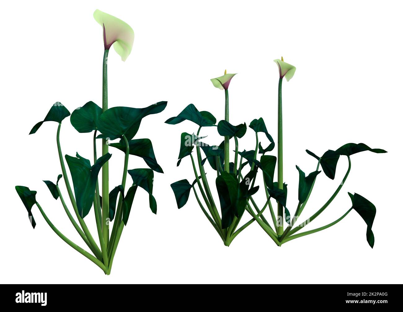3D Rendering Calla Lilies on White Stock Photo Alamy