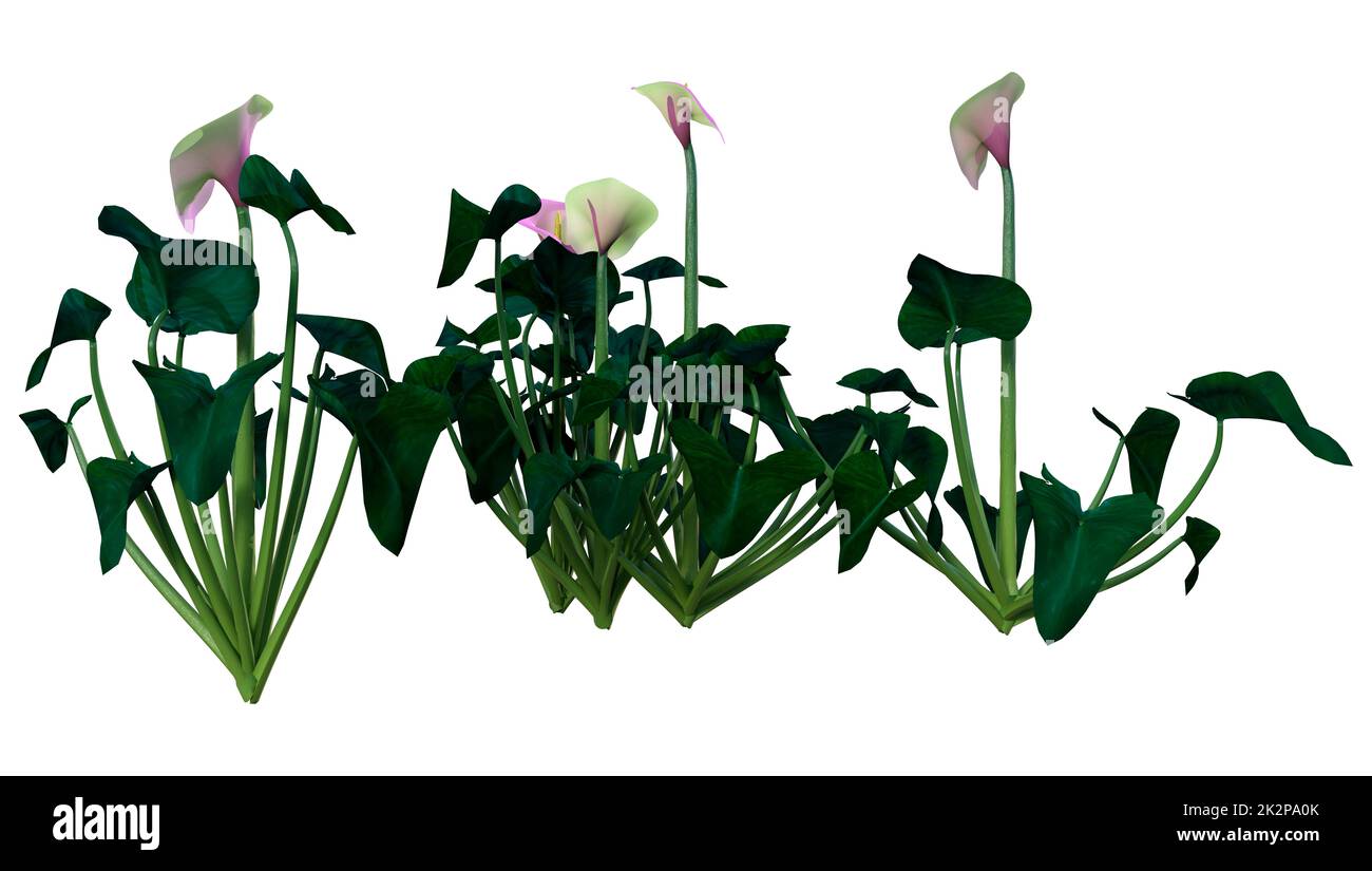 3D Rendering Calla Lilies on White Stock Photo Alamy