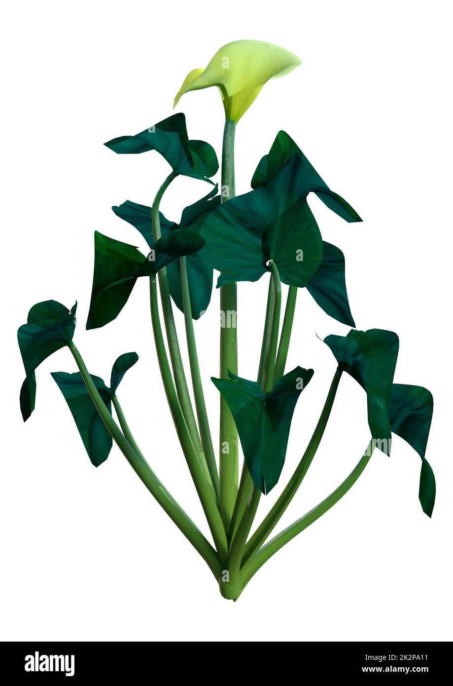 Calla lily illustration Cut Out Stock Images & Pictures Alamy