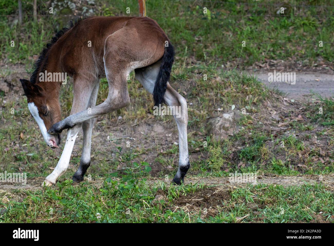 Baby trying to walk hi-res stock photography and images - Alamy