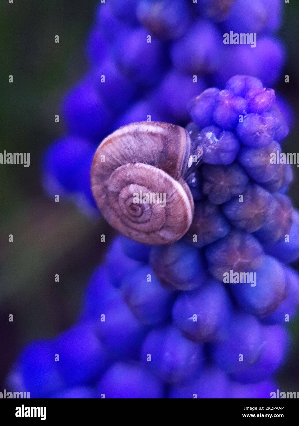 Snail on Armenian muscari flowers close up Stock Photo