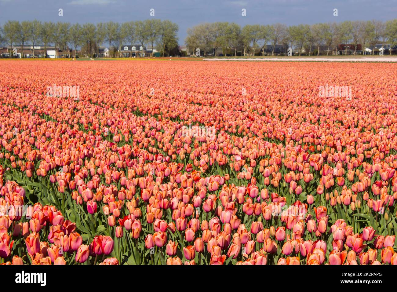 tulip fields in the Netherlands Stock Photo - Alamy