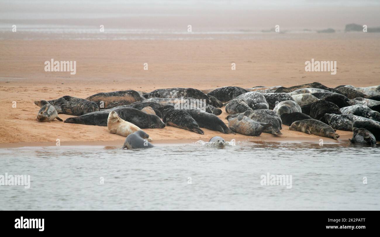 Seals on the Sands at the scottish coastline Stock Photo