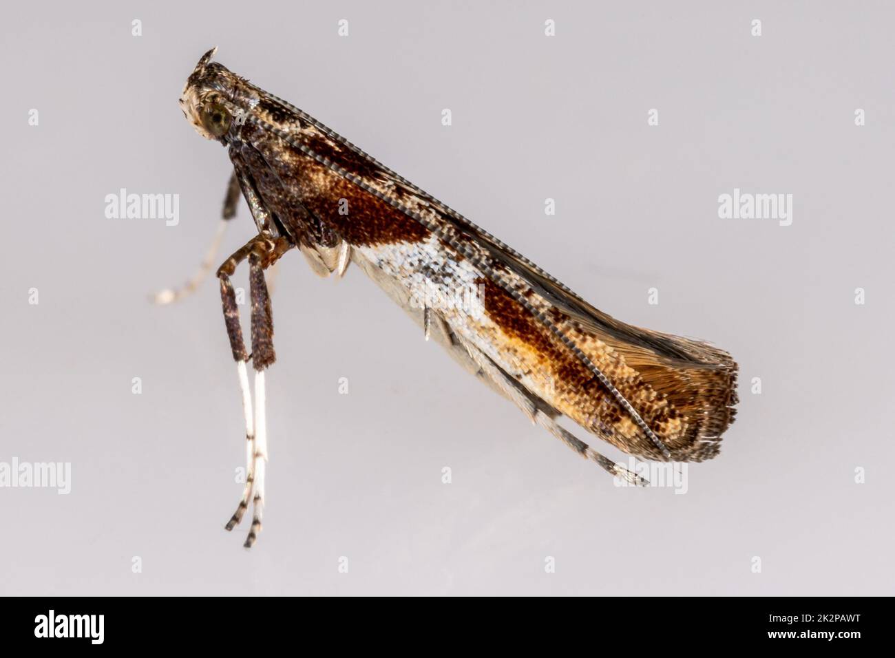 Caloptilia fidella - Gracillariidae - adult moth at rest on neutral background Stock Photo