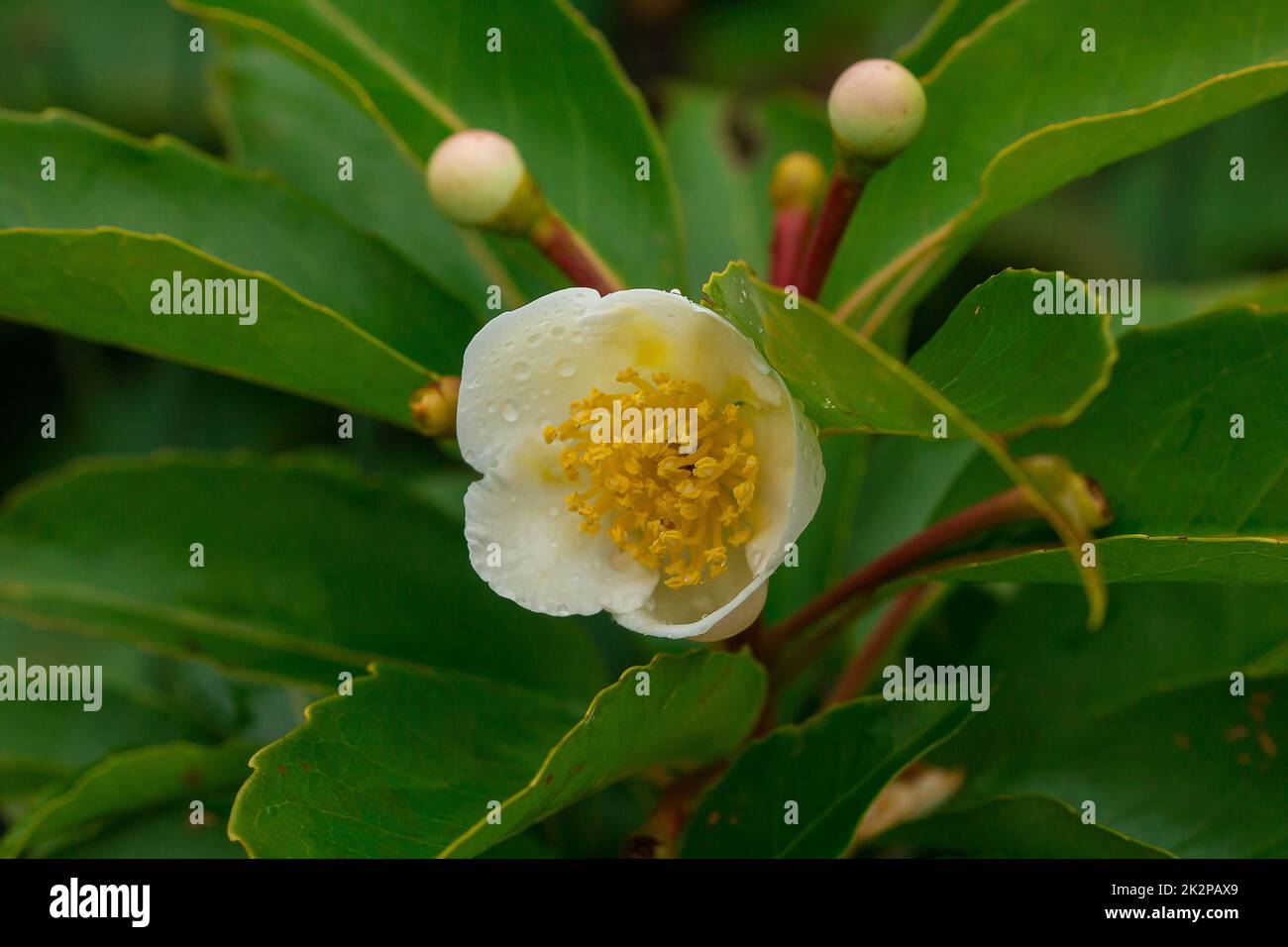 White flower in rainy season hi res stock photography and images
