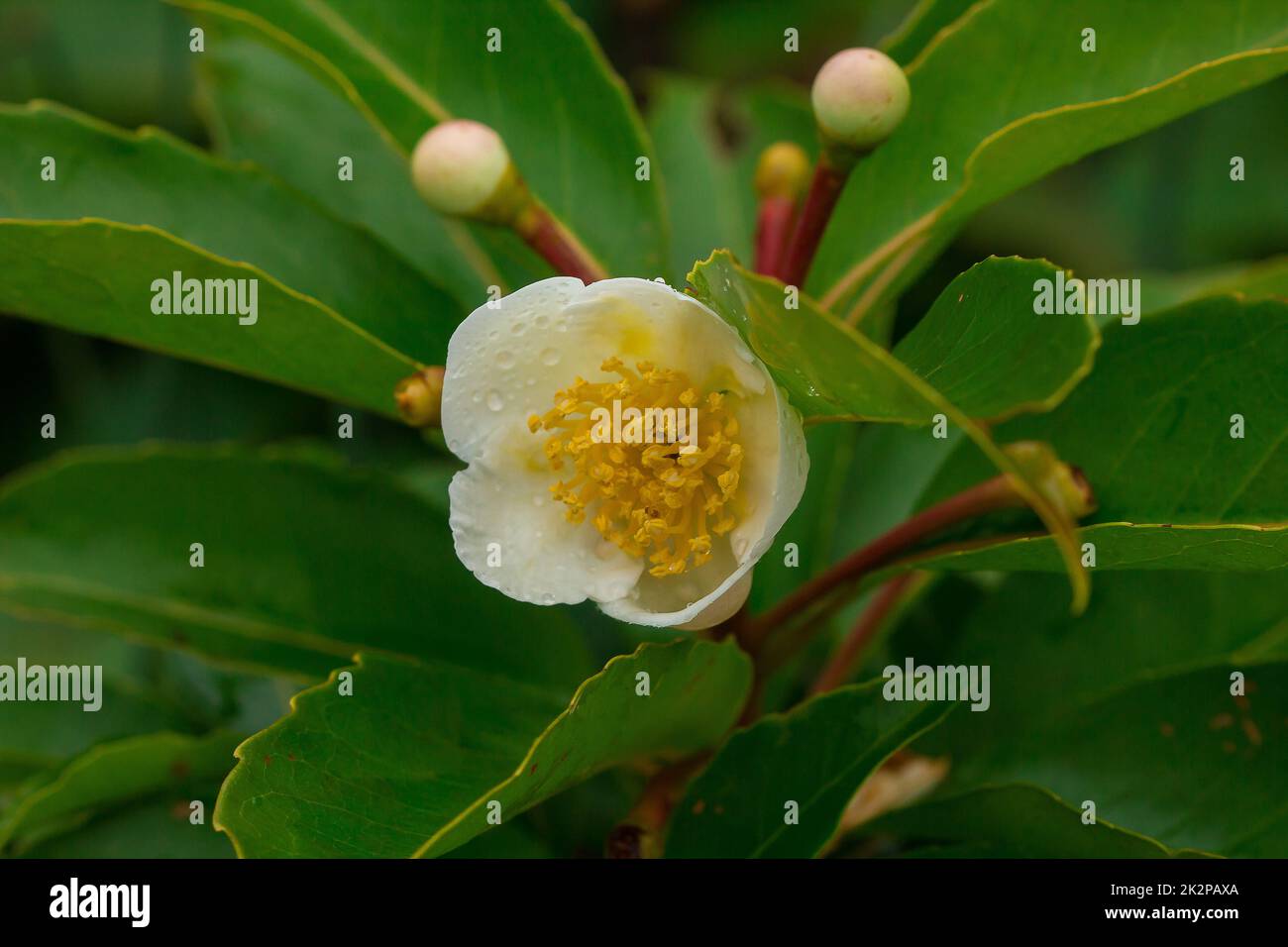 White flowers in the forest Blossoming in the rainy season Stock Photo