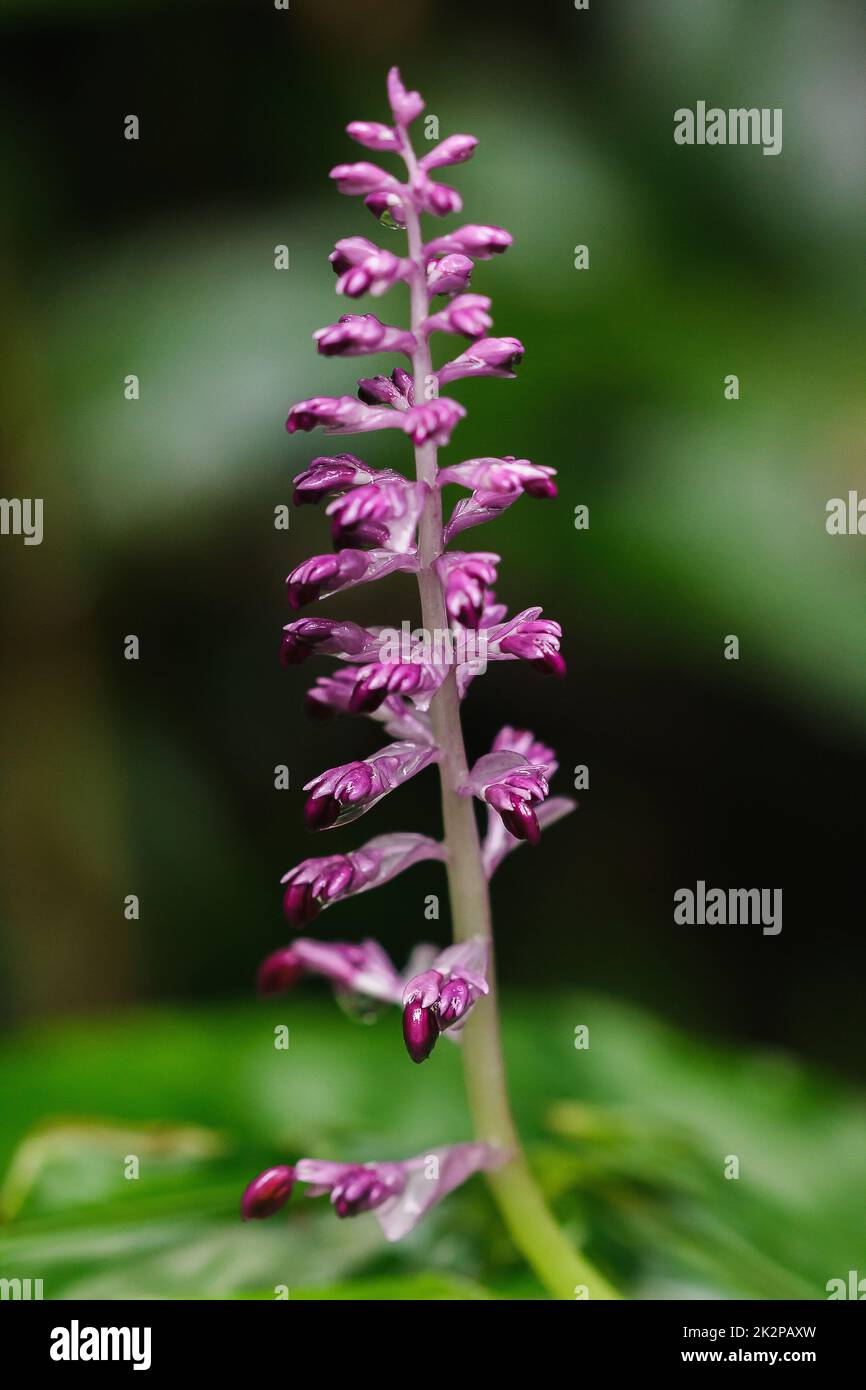 Globba winitii, a purple inflorescence, is a plant with an underground trunk. Stock Photo