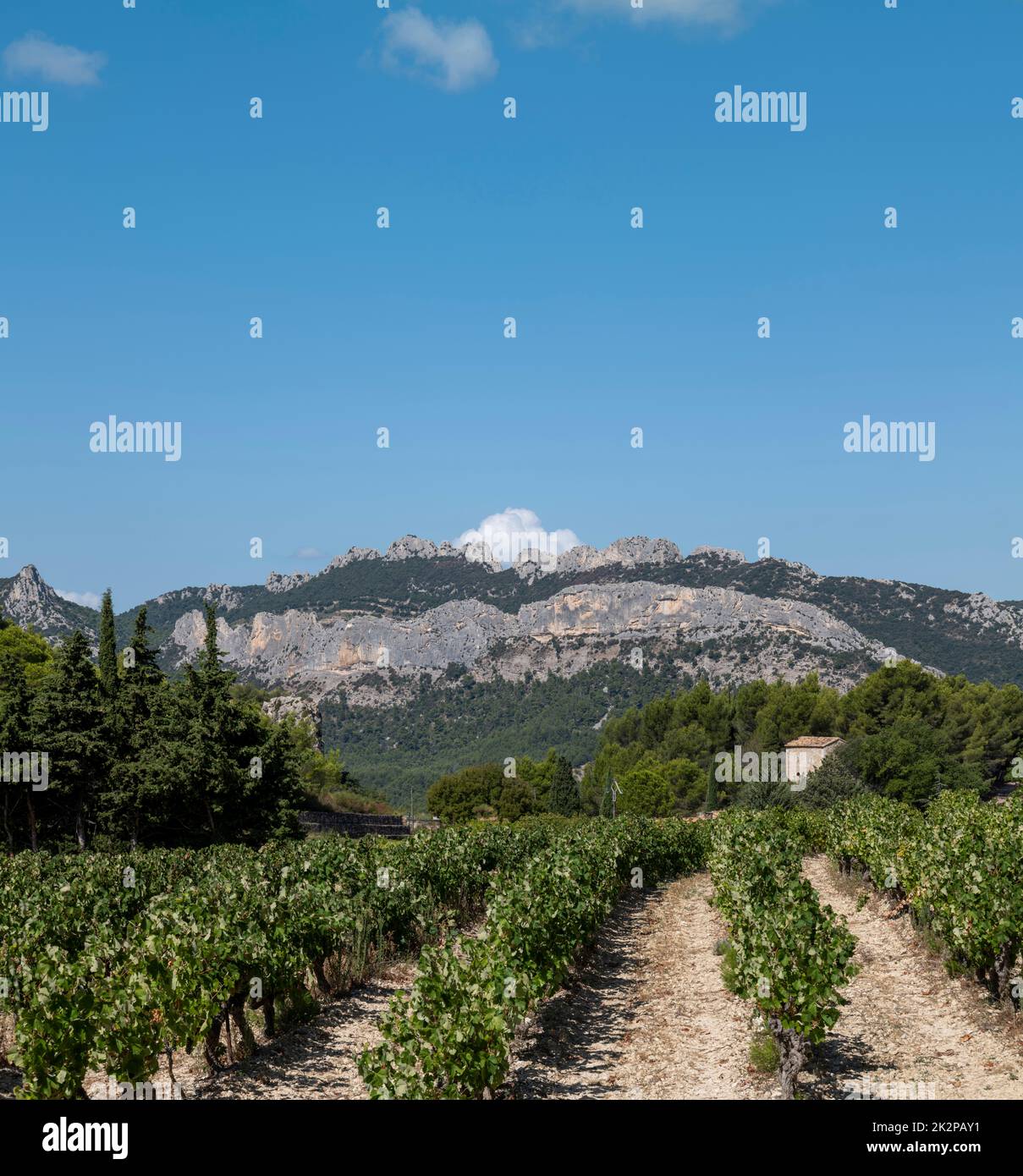 Vineyard at the foot of the Dentelles de Montmirail mountain range, Provence, France. Stock Photo