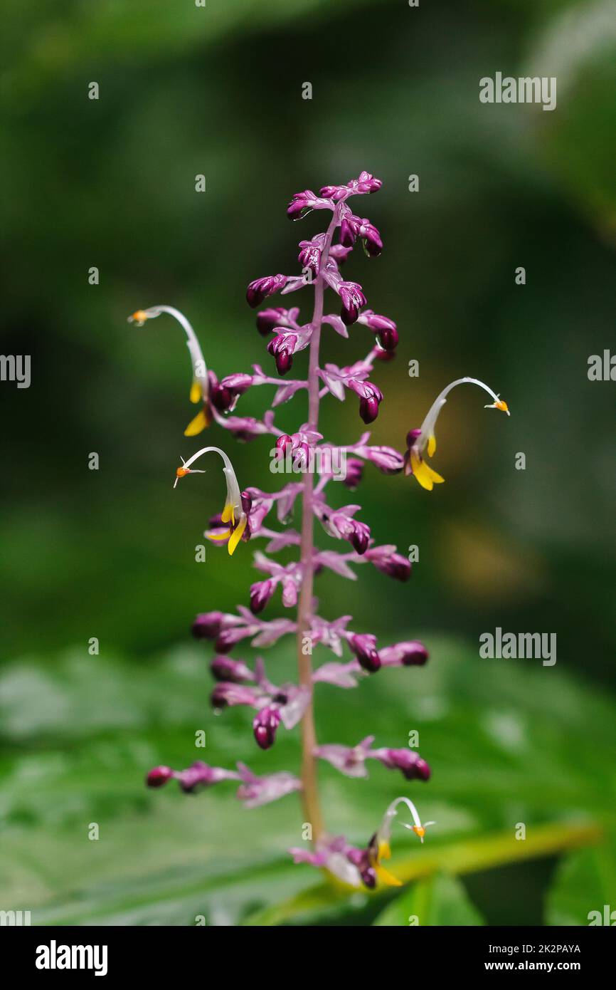 Globba winitii, a purple inflorescence, is a plant with an underground trunk. Stock Photo