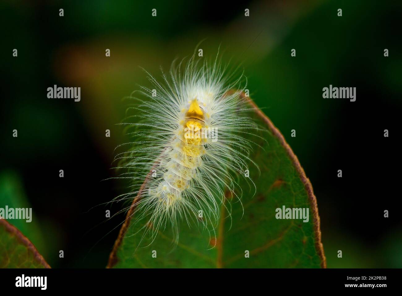 Close-up shots of white worms on the leaves Stock Photo