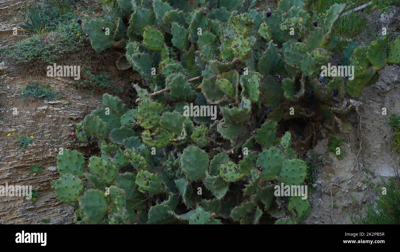 Sabra cactus plant, Israel. Opuntia cactus with large flat pads on Mediterranean shore Stock Photo