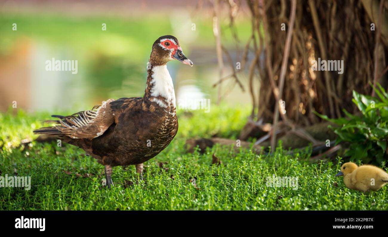 Big muscovy duck with young chickens on green grass Stock Photo Alamy