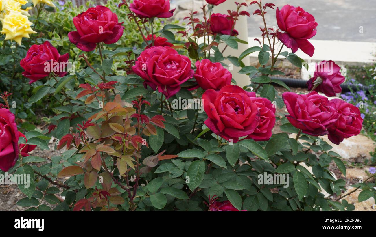 Hybrid tea red roses blossom in a garden Stock Photo