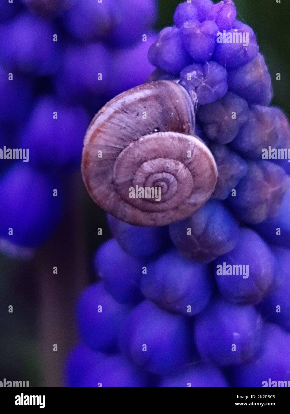 Snail on Armenian muscari flowers close up Stock Photo