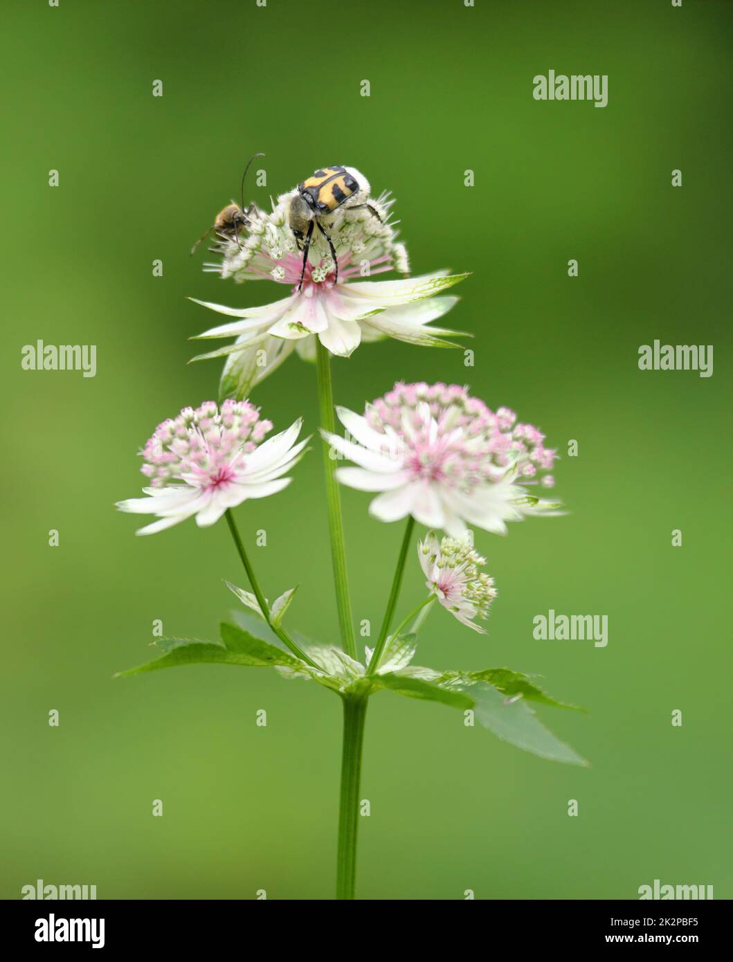 Eurasian bee beetle Trichius fasciatus on the flower of Astrantia major, the great masterwort Stock Photo