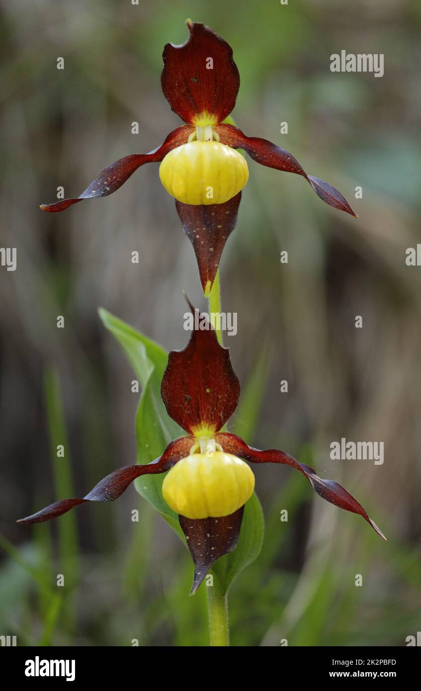 A free standing yellow lady's slipper orchid in the forest Stock Photo