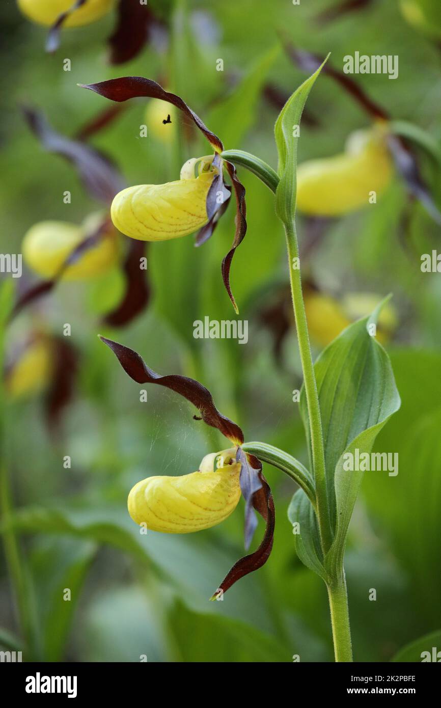 Cypripedium calceolus, the lady's slipper orchid, in mountains Stock Photo