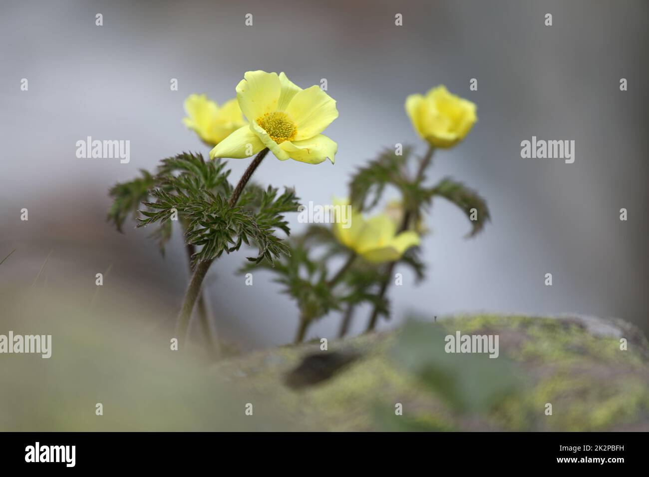 Grown in the rock, in the foreground a flowering plant of Pulsatilla alpina subsp. apiifolia Stock Photo