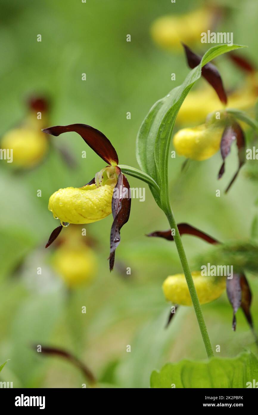 Lady's-slipper orchid - Cypripedium calceolus - in spring, Switzerland Stock Photo
