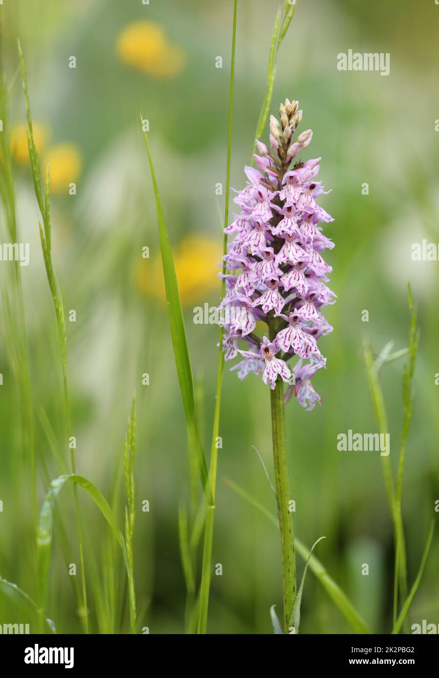 A flowering moorland spotted orchid - Dactylorhiza maculata - in the Switzerland Alps Stock Photo