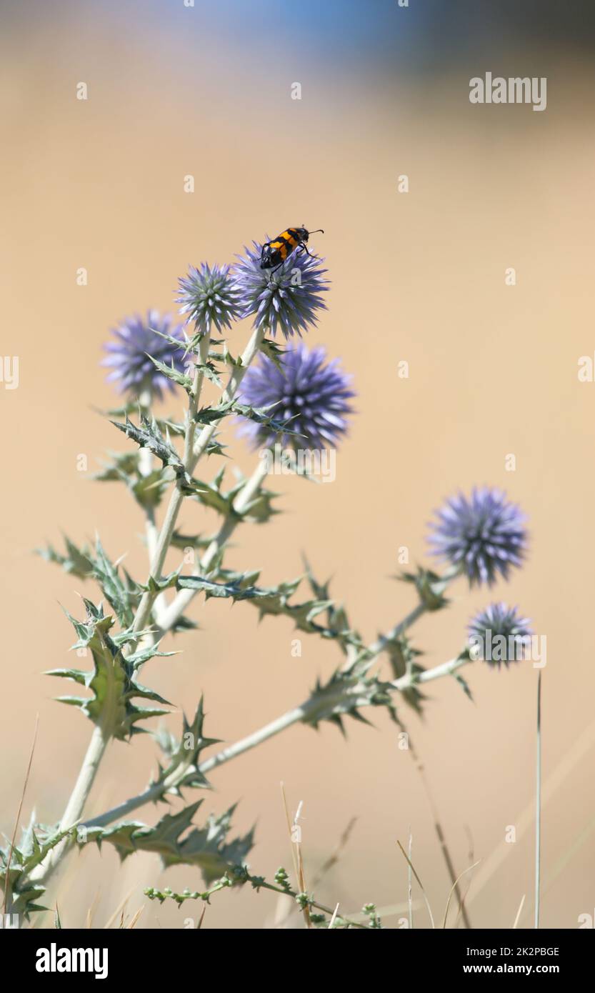 Red and black beetle crawling on Meloidae prickly inflorescence Echinops in the blurry background Stock Photo