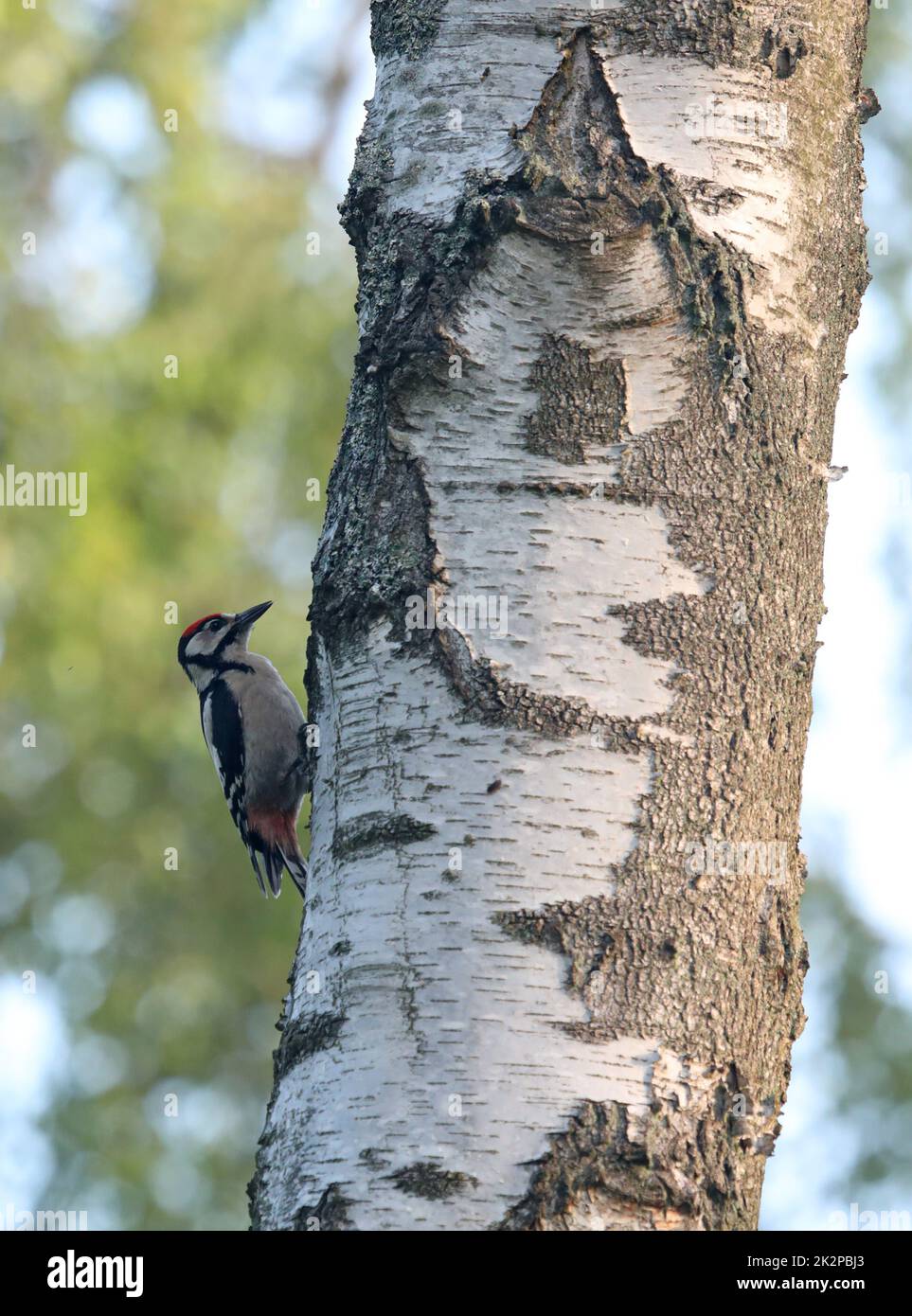 Great spotted Woodpecker perched on a birch tree Stock Photo
